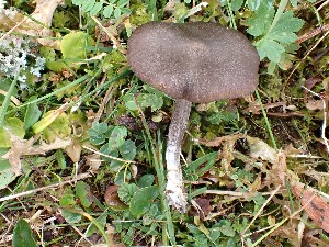  ( - O-F-259865)  @11 [ ] by-nc-sa (2023) Unspecified Norwegian University of Life Sciences