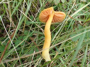  (Hygrocybe quieta - O-F-259879)  @11 [ ] by-nc-sa (2023) Unspecified Norwegian University of Life Sciences