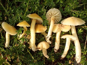  (Hygrocybe aurantiosplendens - O-F-259883)  @11 [ ] by-nc-sa (2023) Unspecified Norwegian University of Life Sciences