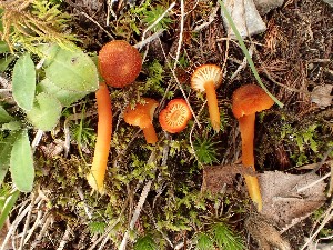  (Hygrocybe turunda - O-F-259893)  @11 [ ] by-nc-sa (2023) Unspecified Norwegian University of Life Sciences