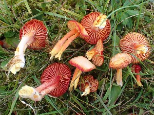  (Hygrocybe coccinea - O-F-259943)  @11 [ ] by-nc-sa (2023) Unspecified Norwegian University of Life Sciences