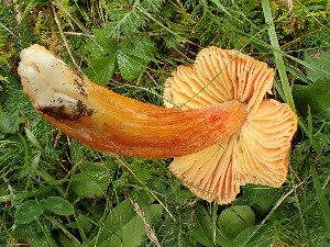  (Hygrocybe intermedia - O-F-259979)  @11 [ ] by-nc-sa (2023) Unspecified Norwegian University of Life Sciences