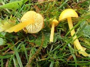  (Hygrocybe glutinipes - O-F-259992)  @11 [ ] by-nc-sa (2023) Unspecified Norwegian University of Life Sciences