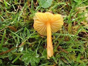  (Hygrocybe subpapillata - O-F-259993)  @11 [ ] by-nc-sa (2023) Unspecified Norwegian University of Life Sciences