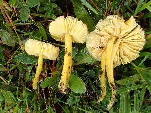  (Hygrocybe chlorophana - O-F-260000)  @11 [ ] by-nc-sa (2023) Unspecified Norwegian University of Life Sciences
