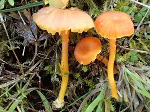  (Hygrocybe calciphila - O-F-260624)  @11 [ ] by-nc-sa (2023) Unspecified Norwegian University of Life Sciences