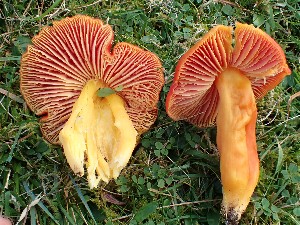  (Hygrocybe splendidissima - O-F-260649)  @11 [ ] by-nc-sa (2024) Unspecified Norwegian University of Life Sciences