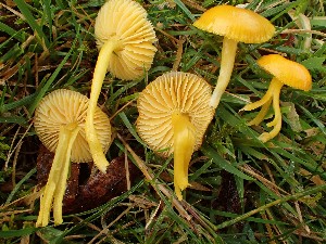 (Hygrocybe ceracea - O-F-260683)  @11 [ ] by-nc-sa (2024) Unspecified Norwegian University of Life Sciences