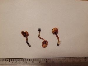  (Hygrocybe cantharellus - O-F-260698)  @11 [ ] by-nc-sa (2024) Unspecified Norwegian University of Life Sciences