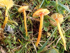  (Hygrocybe insipida - O-F-260700)  @11 [ ] by-nc-sa (2024) Unspecified Norwegian University of Life Sciences