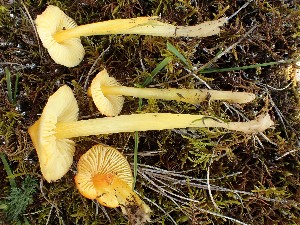  (Hygrocybe acutoconica - O-F-259914)  @11 [ ] by-nc-sa (2023) Unspecified Norwegian University of Life Sciences