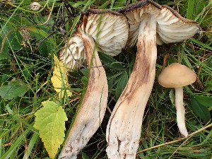  (Neohygrocybe ingrata - O-F-259921)  @11 [ ] by-nc-sa (2023) Unspecified Norwegian University of Life Sciences
