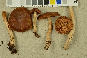  (Cortinarius illuminus - NHMO-DFL-1003)  @11 [ ] CreativeCommons - Attribution Non-Commercial Share-Alike (2015) Unspecified University of Oslo