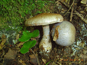  ( - O-F-256297)  @11 [ ] CreativeCommons - Attribution Non-Commercial Share-Alike (2018) Unspecified University of Oslo, Natural History Museum