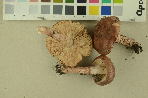  ( - O-F-256299)  @11 [ ] CreativeCommons - Attribution Non-Commercial Share-Alike (2018) Unspecified University of Oslo, Natural History Museum