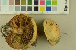  (Cortinarius kristinae - O-F-256301)  @11 [ ] CreativeCommons - Attribution Non-Commercial Share-Alike (2018) Unspecified University of Oslo, Natural History Museum