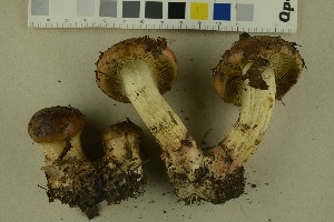  (Cortinarius nanceiensis - O-F-256312)  @11 [ ] CreativeCommons - Attribution Non-Commercial Share-Alike (2018) Unspecified University of Oslo, Natural History Museum