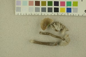  ( - O-F-256325)  @11 [ ] CreativeCommons - Attribution Non-Commercial Share-Alike (2018) Unspecified University of Oslo, Natural History Museum
