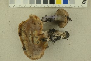  (Cortinarius elatior - O-F-256326)  @11 [ ] CreativeCommons - Attribution Non-Commercial Share-Alike (2018) Unspecified University of Oslo, Natural History Museum