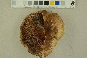  ( - O-F-256327)  @11 [ ] CreativeCommons - Attribution Non-Commercial Share-Alike (2018) Unspecified University of Oslo, Natural History Museum