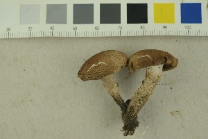  (Cortinarius torvus - O-F-256358)  @11 [ ] CreativeCommons - Attribution Non-Commercial Share-Alike (2018) Unspecified University of Oslo, Natural History Museum