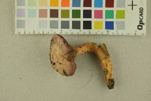  (Chroogomphus mediterraneus - O-F-256366)  @11 [ ] CreativeCommons - Attribution Non-Commercial Share-Alike (2018) Unspecified University of Oslo, Natural History Museum