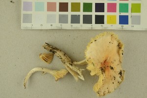  (Cuphophyllus pratensis - O-F-256378)  @11 [ ] CreativeCommons - Attribution Non-Commercial Share-Alike (2018) Unspecified University of Oslo, Natural History Museum