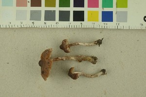  (Cortinarius substemmatus - O-F-256384)  @11 [ ] CreativeCommons - Attribution Non-Commercial Share-Alike (2018) Unspecified University of Oslo, Natural History Museum
