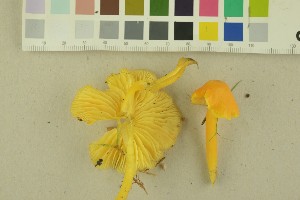  ( - O-F-256386)  @11 [ ] CreativeCommons - Attribution Non-Commercial Share-Alike (2018) Unspecified University of Oslo, Natural History Museum