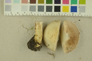  (Cortinarius olidoamethysteus - O-F-256388)  @11 [ ] CreativeCommons - Attribution Non-Commercial Share-Alike (2018) Unspecified University of Oslo, Natural History Museum