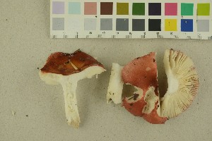  (Russula velenovskyi - O-F-256395)  @11 [ ] CreativeCommons - Attribution Non-Commercial Share-Alike (2018) Unspecified University of Oslo, Natural History Museum