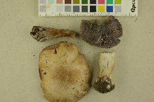  (Cortinarius malachioides - O-F-256429)  @11 [ ] CreativeCommons - Attribution Non-Commercial Share-Alike (2019) Unspecified University of Oslo, Natural History Museum