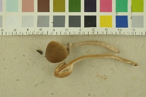  (Psathyrella vesterholtii - O-F-256439)  @11 [ ] CreativeCommons - Attribution Non-Commercial Share-Alike (2019) Unspecified University of Oslo, Natural History Museum