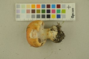  ( - O-F-256488)  @11 [ ] CreativeCommons - Attribution Non-Commercial Share-Alike (2019) Unspecified University of Oslo, Natural History Museum