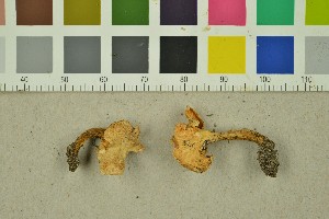  (Cantharellus friesii - O-F-251490)  @11 [ ] CreativeCommons - Attribution Non-Commercial Share-Alike (2016) Unspecified University of Oslo, Natural History Museum
