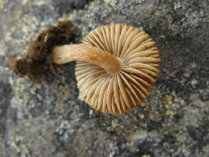  ( - O-F-258338)  @11 [ ] by-nc-sa (2021) Unspecified University of Oslo, Natural History Museum