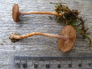  (Inocybe helobia - O-F-258351)  @11 [ ] by-nc-sa (2021) Unspecified University of Oslo, Natural History Museum