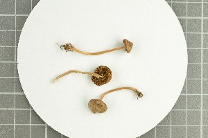  ( - O-F-258876)  @11 [ ] by-nc-sa (2021) Unspecified University of Oslo, Natural History Museum