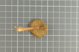  ( - O-F-258877)  @11 [ ] by-nc-sa (2021) Unspecified University of Oslo, Natural History Museum