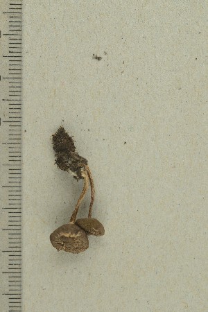  (Inocybe lampetiana - O-F-258891)  @11 [ ] by-nc-sa (2021) Unspecified University of Oslo, Natural History Museum