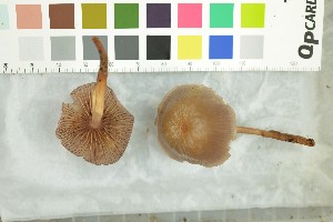  (Mycena lammiensis - O-F-258897)  @11 [ ] by-nc-sa (2021) Unspecified University of Oslo, Natural History Museum