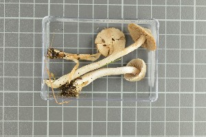  (Inocybe whitei - O-F-258918)  @11 [ ] by-nc-sa (2021) Unspecified University of Oslo, Natural History Museum