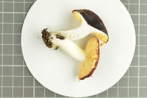  ( - O-F-258925)  @11 [ ] by-nc-sa (2021) Unspecified University of Oslo, Natural History Museum