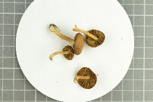  (Inocybe hirculus - O-F-258930)  @11 [ ] by-nc-sa (2021) Unspecified University of Oslo, Natural History Museum