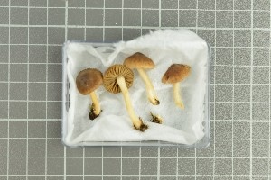  (Inocybe pararubens - O-F-258943)  @11 [ ] by-nc-sa (2021) Unspecified University of Oslo, Natural History Museum