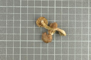  (Inocybe hirtelloides - O-F-258980)  @11 [ ] by-nc-sa (2021) Unspecified University of Oslo, Natural History Museum