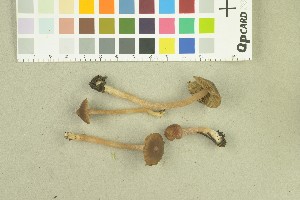  ( - O-F-259070)  @11 [ ] Unspecified (default): All Rights Reserved (2022) Unspecified University of Oslo, Natural History Museum