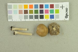  ( - O-F-259112)  @11 [ ] Unspecified (default): All Rights Reserved (2022) Unspecified University of Oslo, Natural History Museum