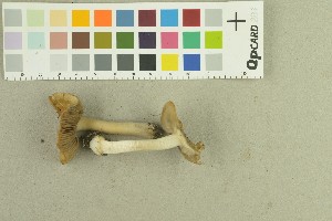  (Inocybe ceskae - O-F-259121)  @11 [ ] Unspecified (default): All Rights Reserved (2022) Unspecified University of Oslo, Natural History Museum