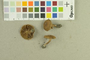  (Mallocybe leucoloma_3TEB - O-F-259122)  @11 [ ] Unspecified (default): All Rights Reserved (2022) Unspecified University of Oslo, Natural History Museum